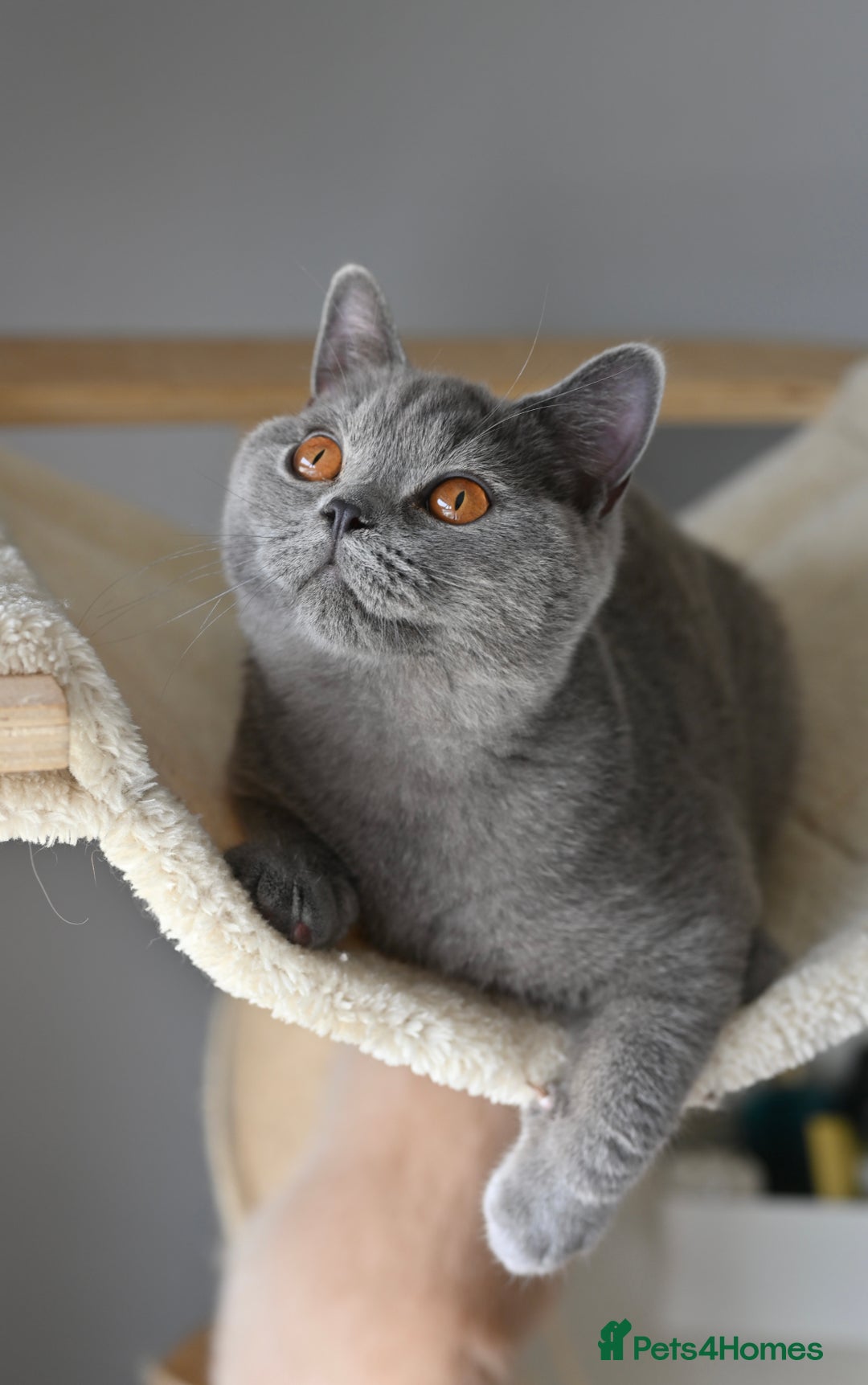 British Shorthair cats for sale: GCCF reg kittens looking for loving homes  - Image 13