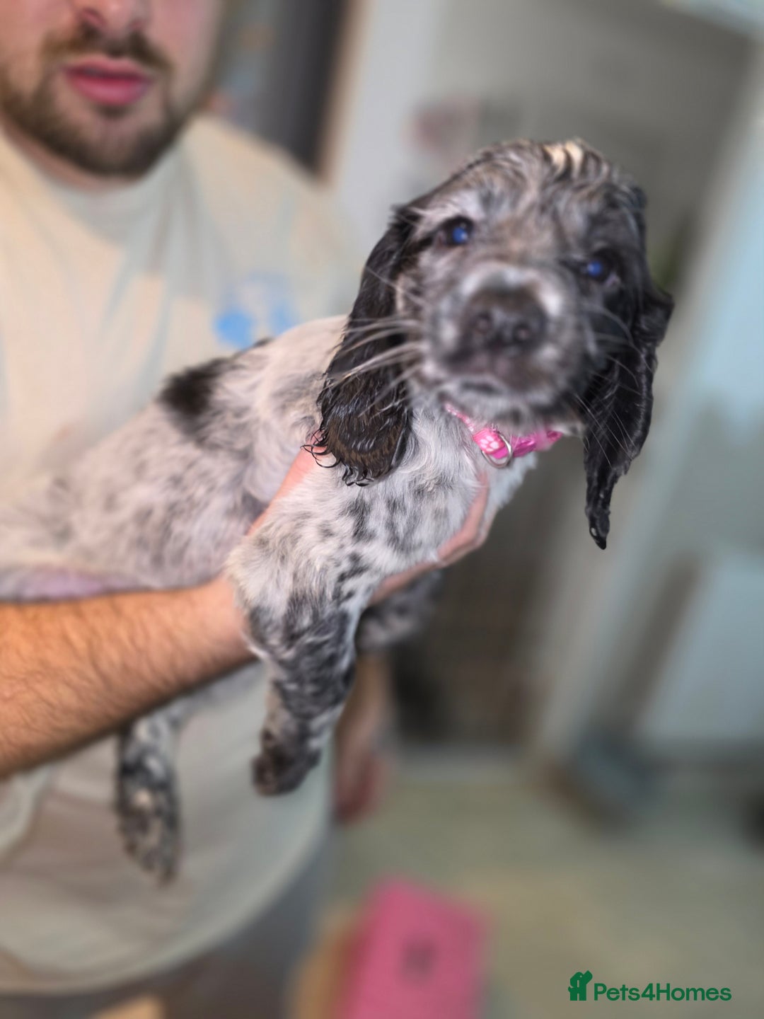 Cocker Spaniel dogs for sale: 1 left Working coker spaniel  - Advert 26