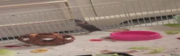 Mouse rodents for sale: Trio of Female mice - Advert 2