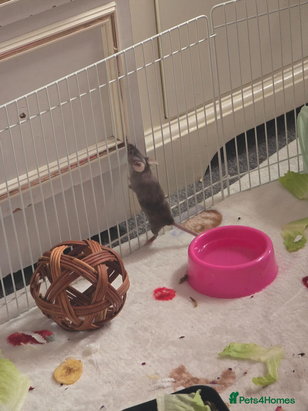 Mouse rodents for sale: Trio of Female mice - Advert 2