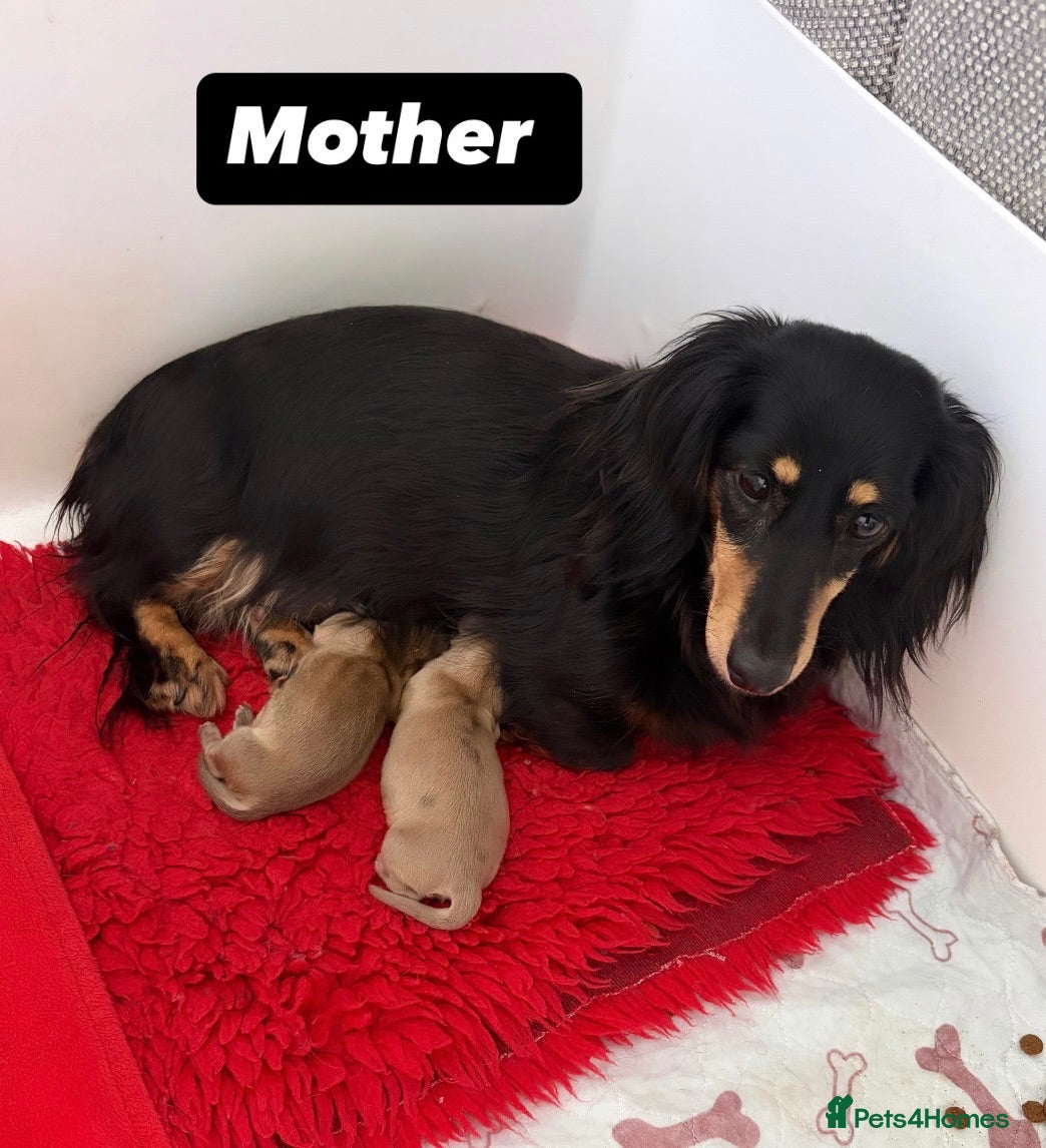 Miniature Dachshund dogs Miniature long haired cream dachshunds  - Advert 2