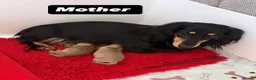 Miniature Dachshund dogs for sale: Miniature long haired cream dachshunds  - Advert 3