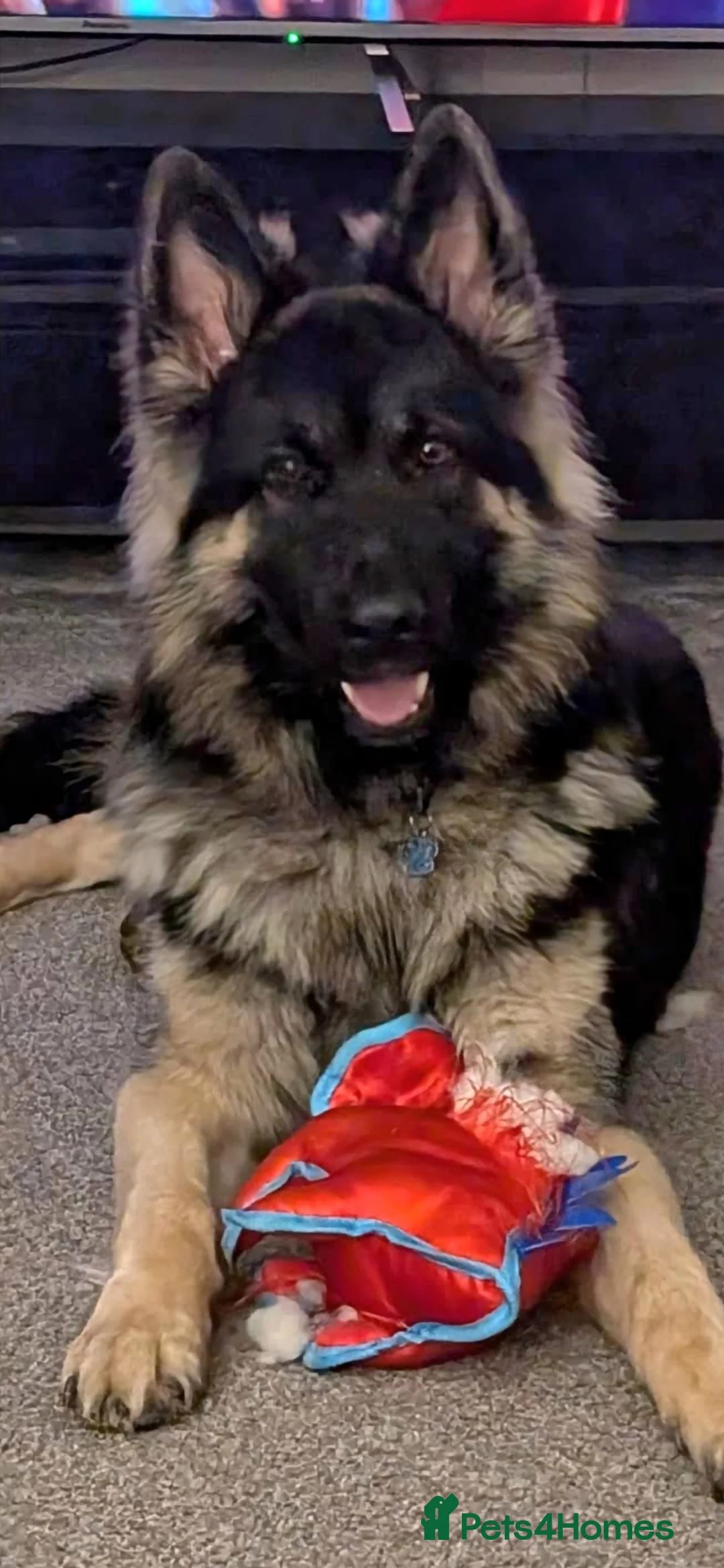 German Shepherd dogs for stud: Chunky GSD male for stud  in Redcar - Advert 9