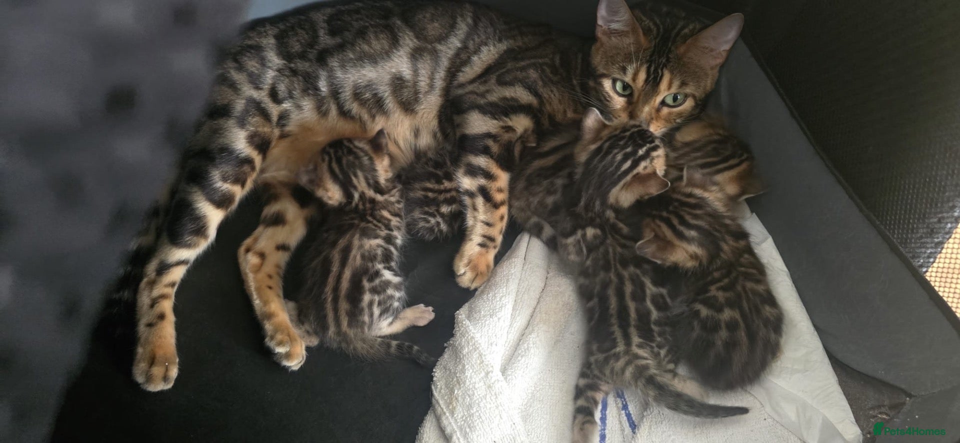 Bengal cats Beautiful boy bengal  - Advert 1