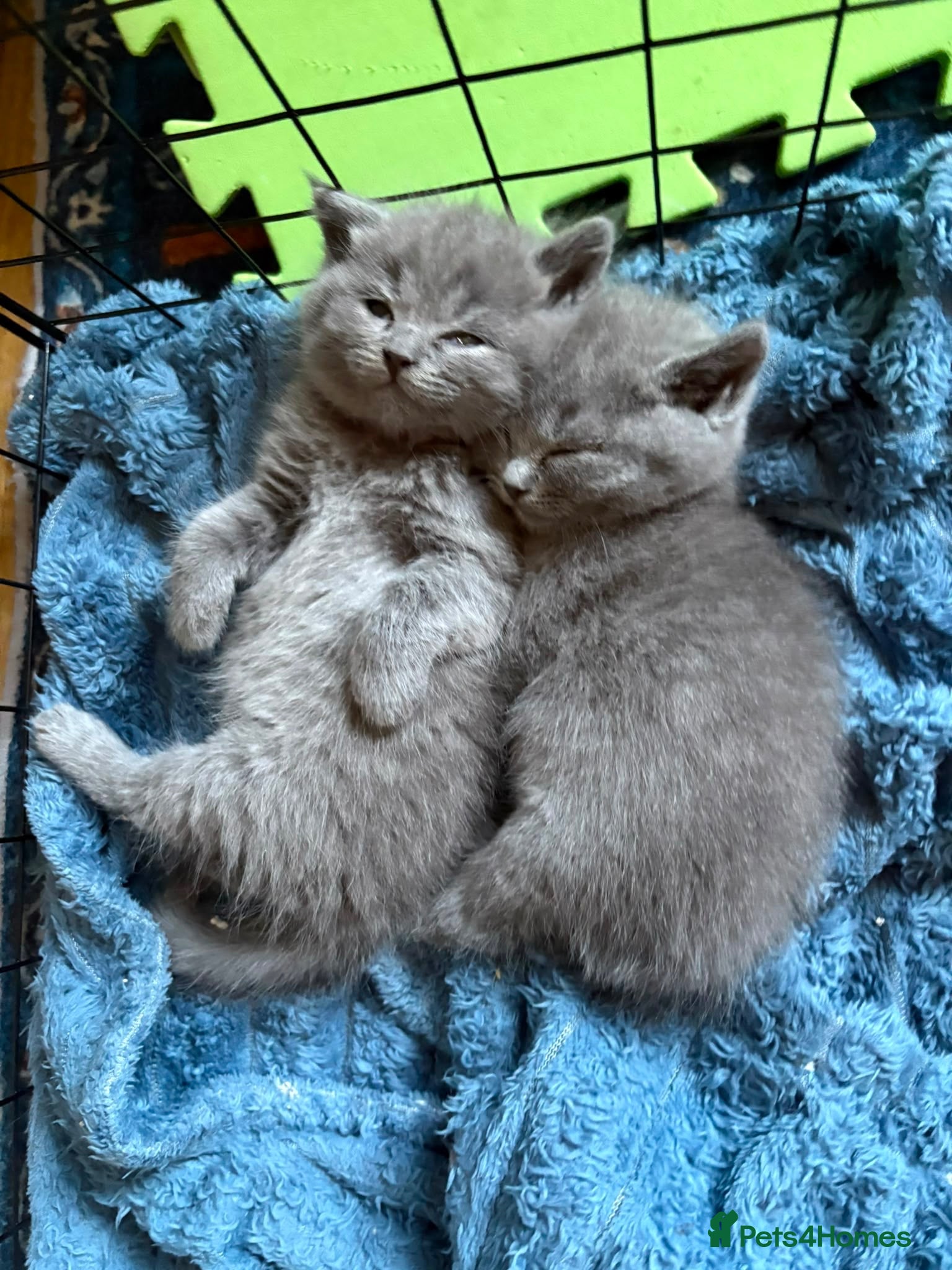 British Shorthair cats Beautiful Blue British Shorthair kittens  - Advert 11