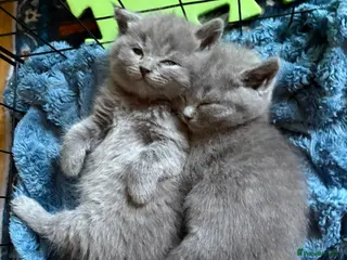 British Shorthair cats Beautiful Blue British Shorthair kittens - Advert 11