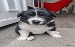 Mixed Breed dogs for sale: Borski looking for good home  - Image 5