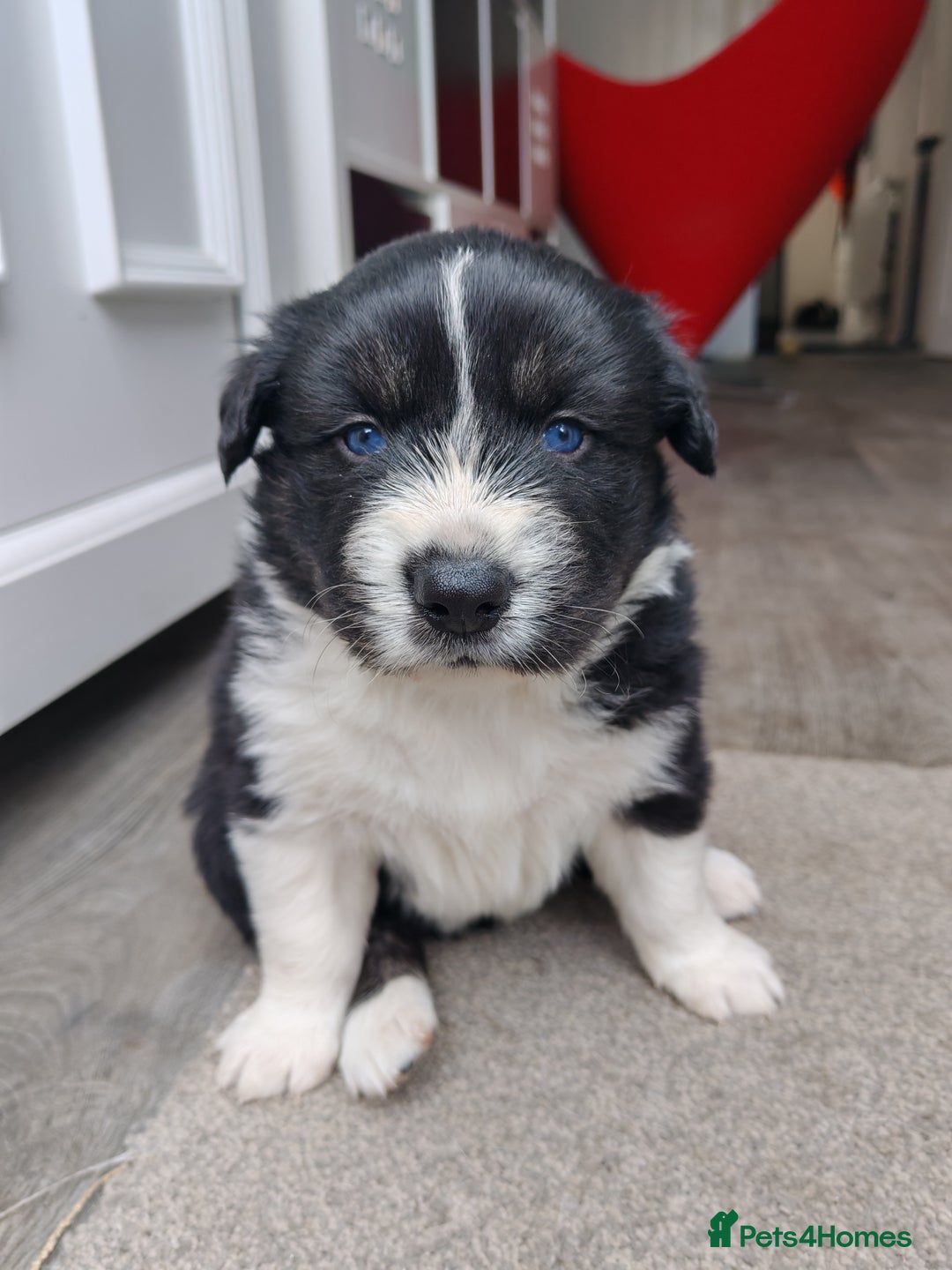 Mixed Breed dogs for sale: Borski looking for good home  - Image 5