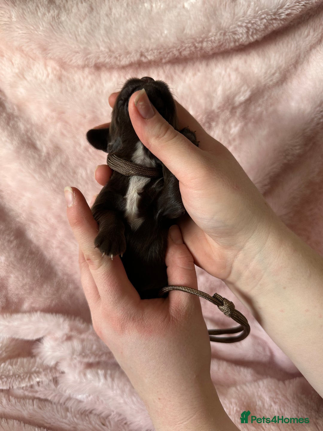 Cocker Spaniel dogs for sale: Cocker Spaniel Pups - Solid & Roan - Farlavale - Advert 17