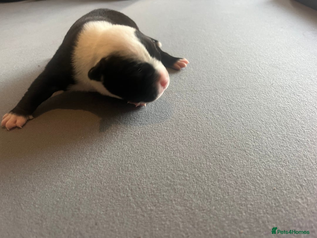Mixed Breed dogs for sale: StaffyXAmerican bulldog puppies  - Image 19