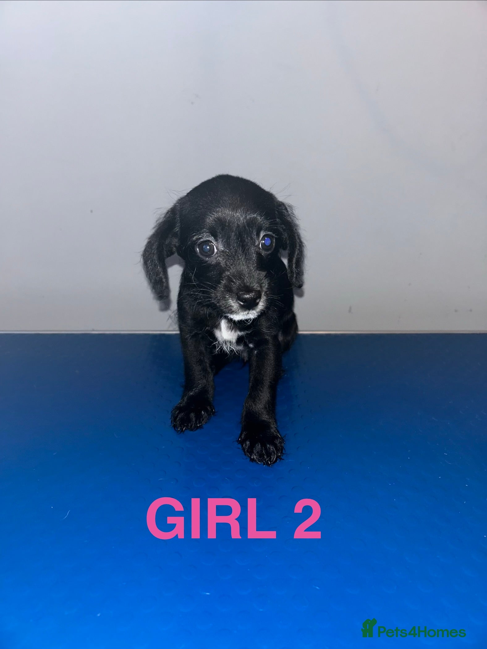 Chipoo dogs Poochis only 1 black girl left  - Advert 8