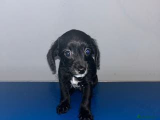 Chipoo dogs Poochis only 1 black girl left - Advert 18