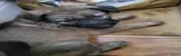 German Shepherd dogs for sale: German Shepherd pups Straight back KC registered - Advert 28