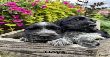 Cocker Spaniel dogs - Advert 14