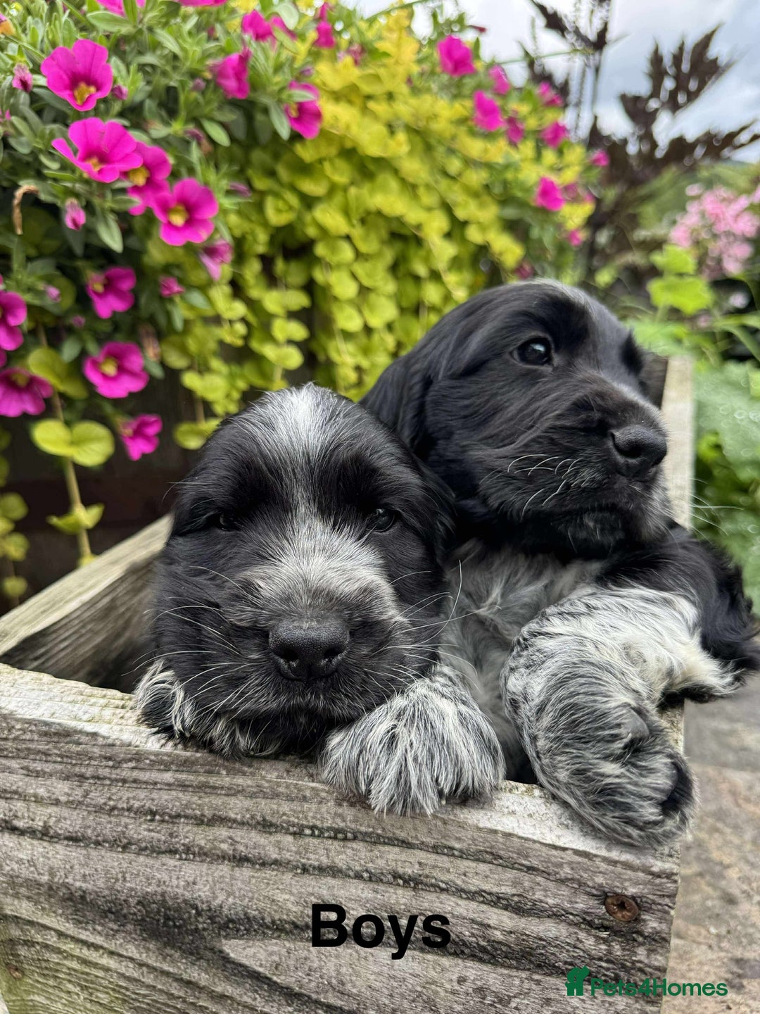 Cocker Spaniel dogs for sale: Show Type Cocker Spaniel pups  - Image 2