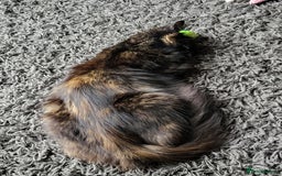 Mixed Breed cats for sale: Beautiful tortoiseshell for sale  - Image 2