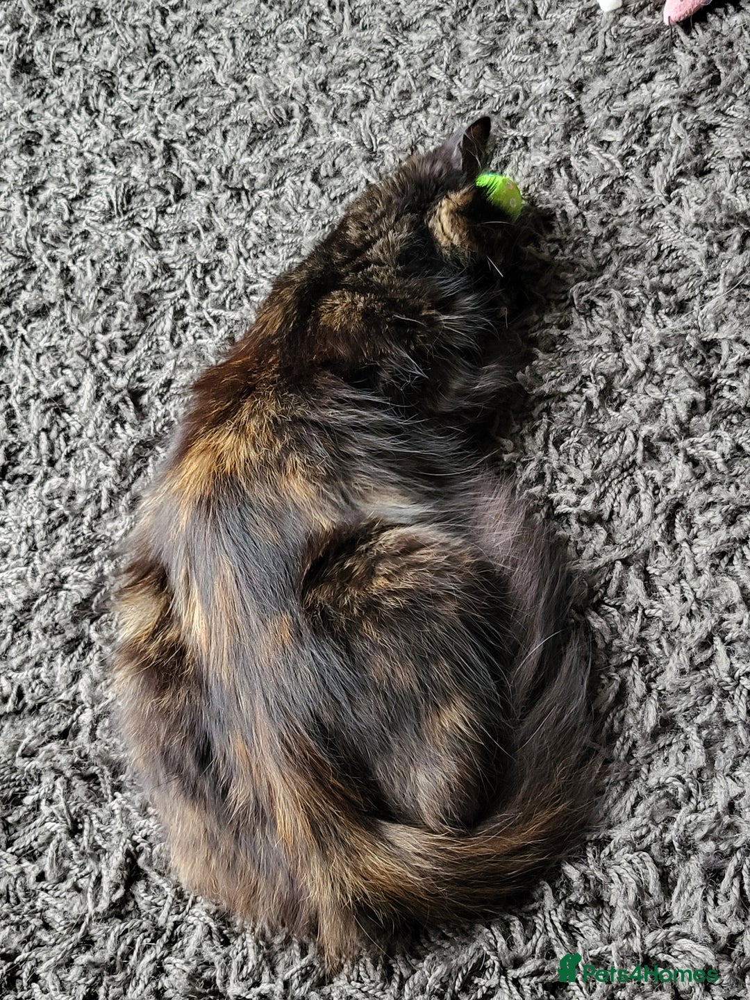 Mixed Breed cats for sale: Beautiful tortoiseshell for sale  - Image 2