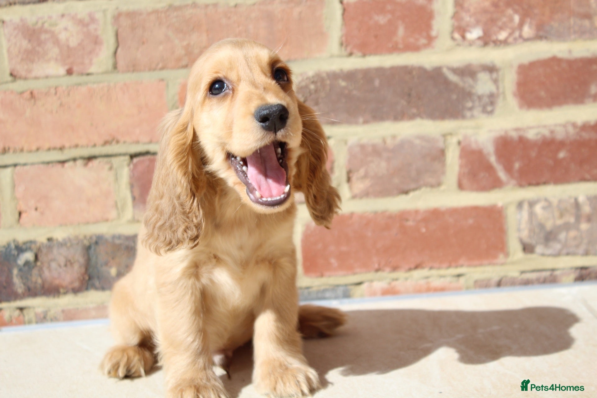 Cocker Spaniel dogs Kennel Club Registered Show Type Cocker puppies - Advert 7