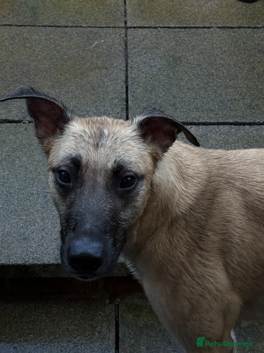 Mixed Breed dogs for sale: Scrappy  in Birkenhead - Advert 5
