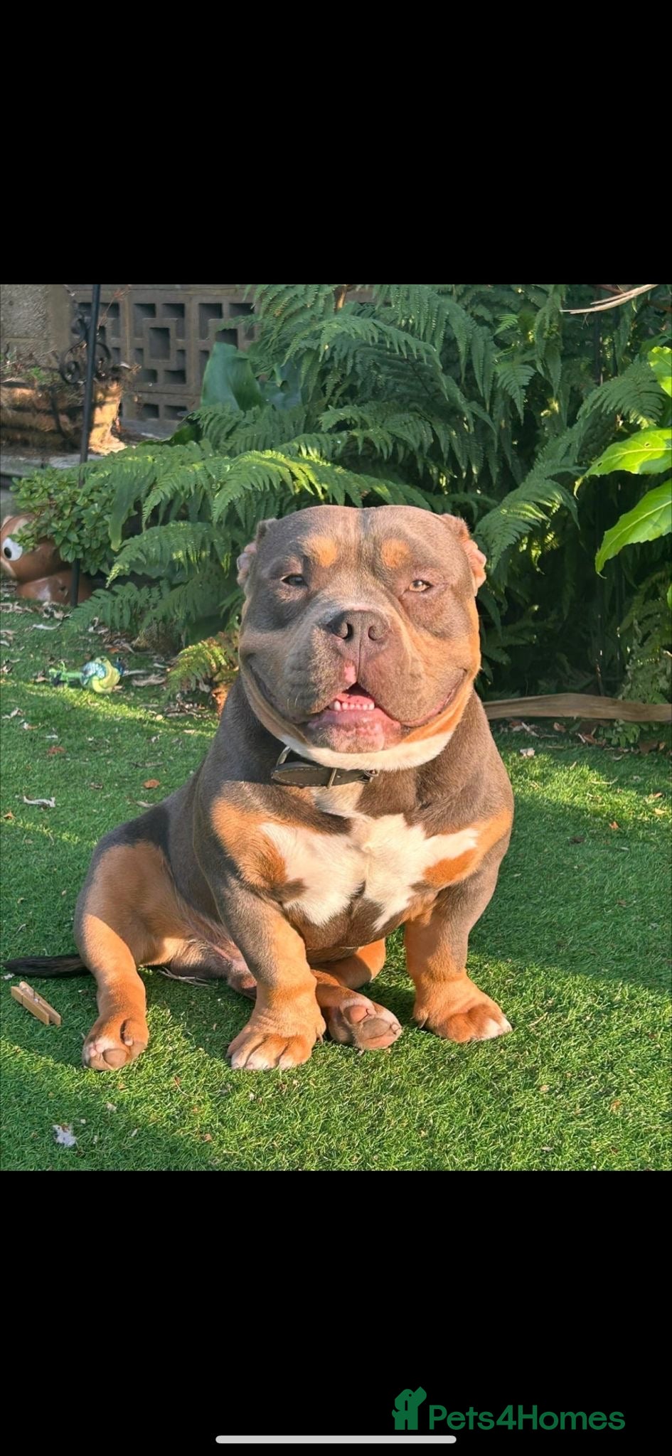 American Bully dogs American micro bully  - Advert 3