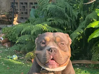 American Bully dogs American micro bully - Advert 1