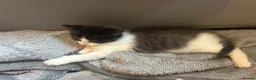 Ragdoll cats for sale: 3 x 1/2 Ragdoll Kittens  in Lancing - Advert 8