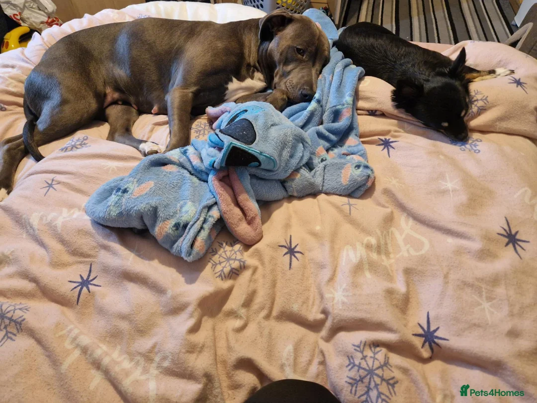 Mixed Breed dogs for sale: Staffy x lab female - Advert 3