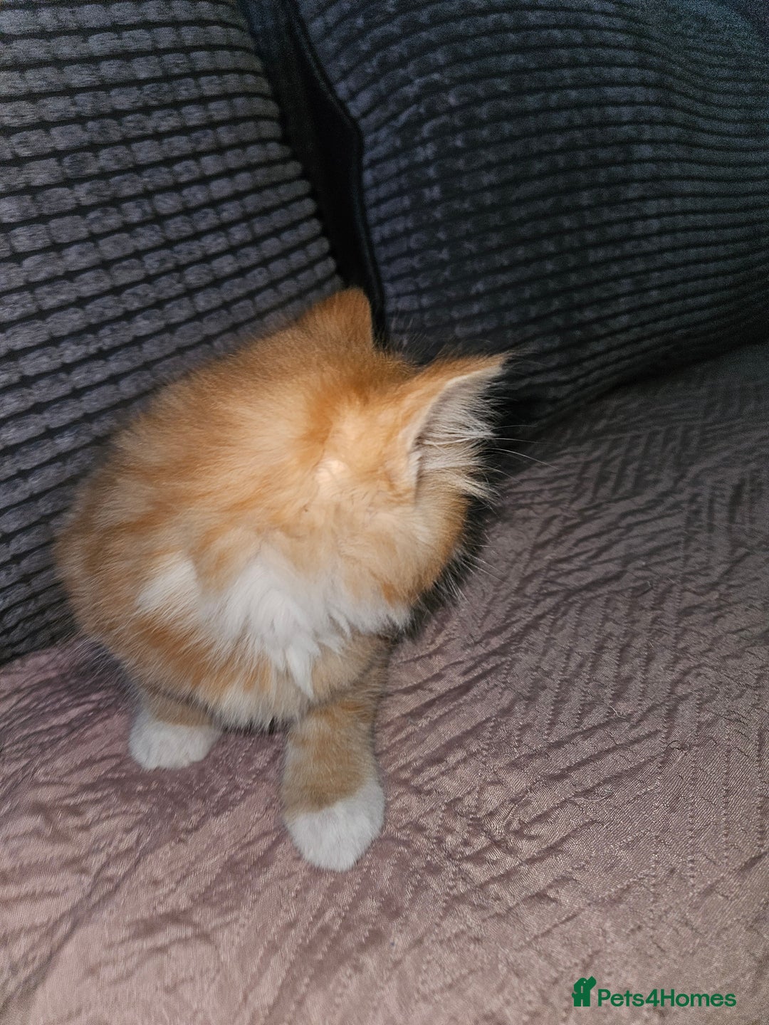 Maine Coon cats for sale: Beautiful main coon kitten ready for a new home. - Advert 13