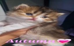 Scottish Fold cats for sale: TICA REGISTERED SCOTTISH BABIES  - Image 18