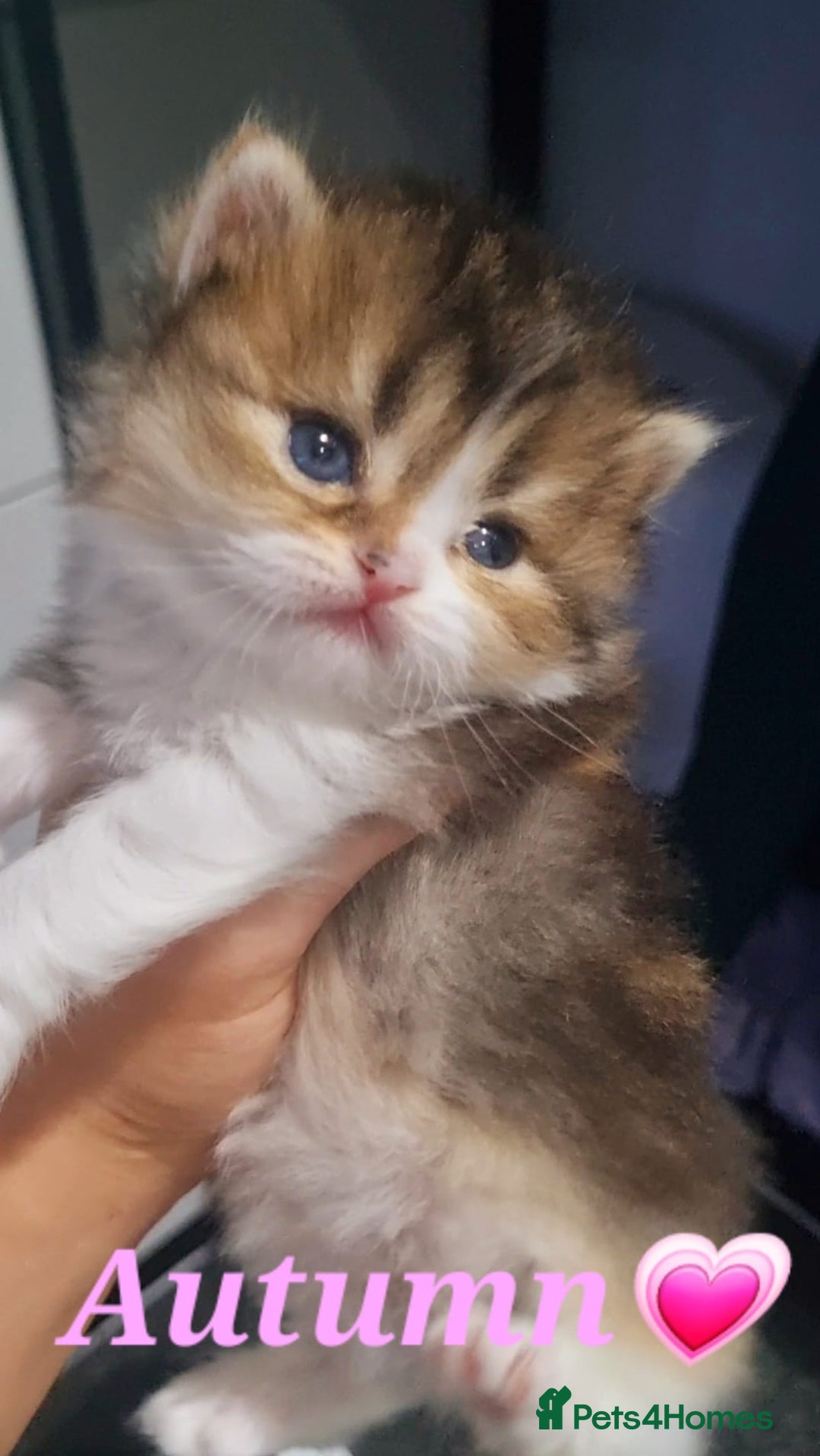 Scottish Fold cats for sale: TICA REGISTERED SCOTTISH BABIES  - Image 18