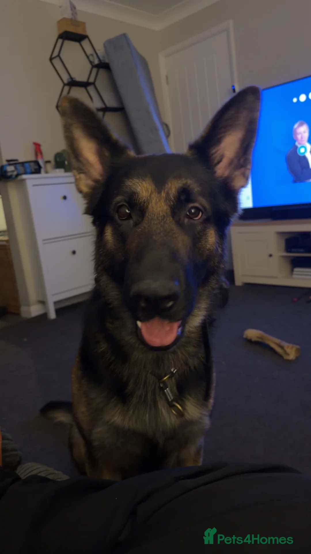 German Shepherd dogs for sale: Lovely German Shepherd for sale - Advert 6