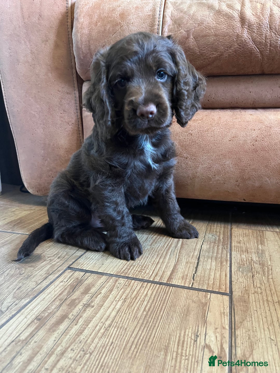 Cocker Spaniel dogs for sale: Cocker spaniel  - Image 5