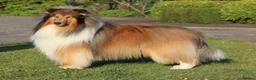 Rough Collie dogs for sale: Shaded Sable Rough Collie puppies  - Advert 15