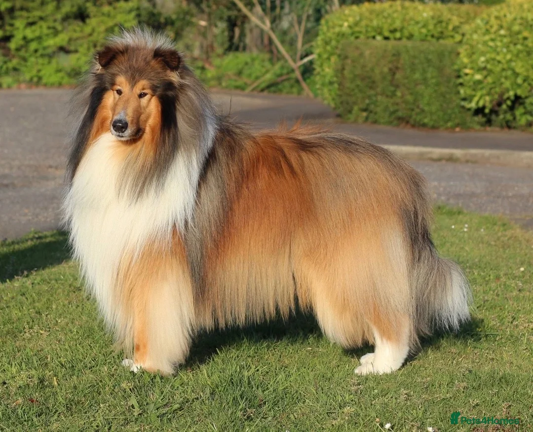 Rough Collie dogs for sale: Shaded Sable Rough Collie puppies  - Advert 15