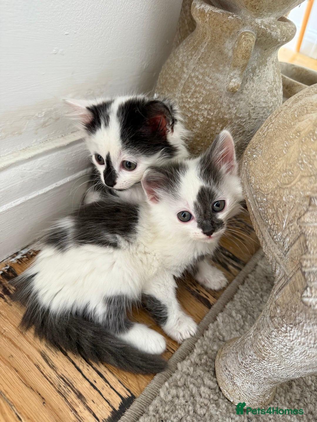 Mixed Breed cats for sale: 4 kittens ready to be homed - Image 4