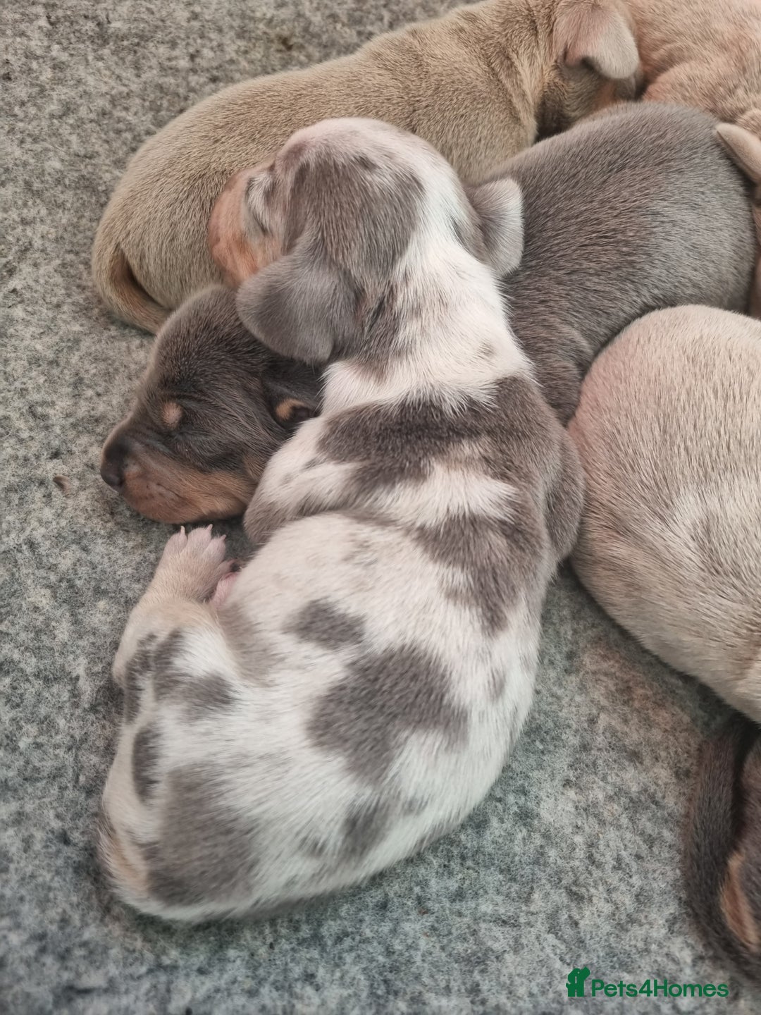 Dachshund dogs for sale: 8 Smooth Haired miniature dachshund pups  - Advert 4