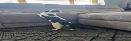 Mixed Breed cats for sale: Beautiful black and white male  - Advert 8