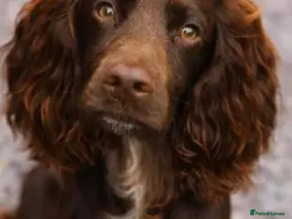 Cocker Spaniel dogs 100% Cocker spaniel proven stud - Advert 1
