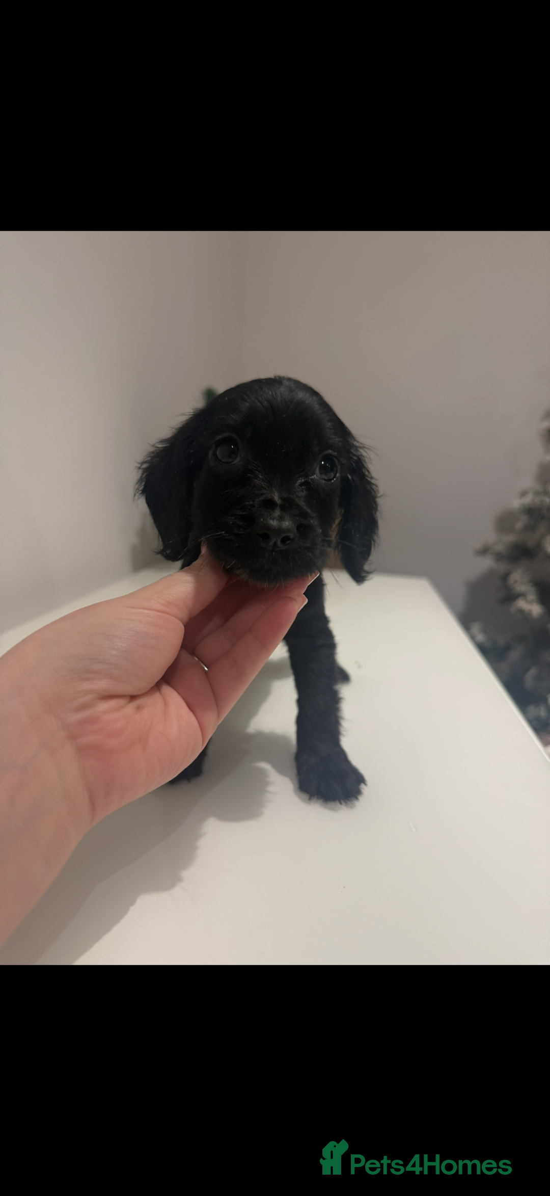 Cocker Spaniel dogs for sale: Gorgeous cocker spaniel READY TO LEAVE TODAY - Advert 20