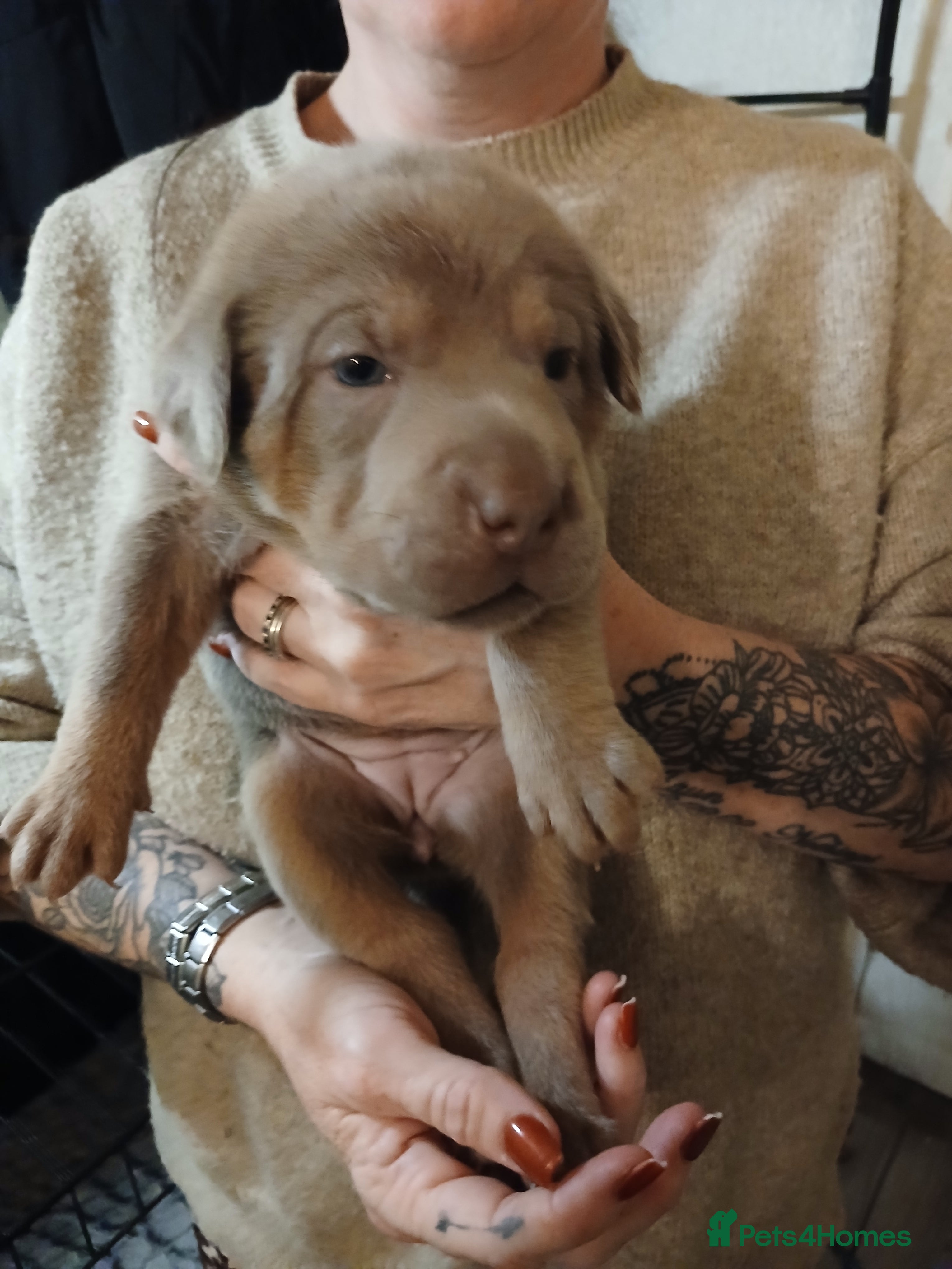 Mixed Breed dogs 🦮 🐕‍🦺 Stunning puppies 🦮🐕‍🦺 - Advert 2