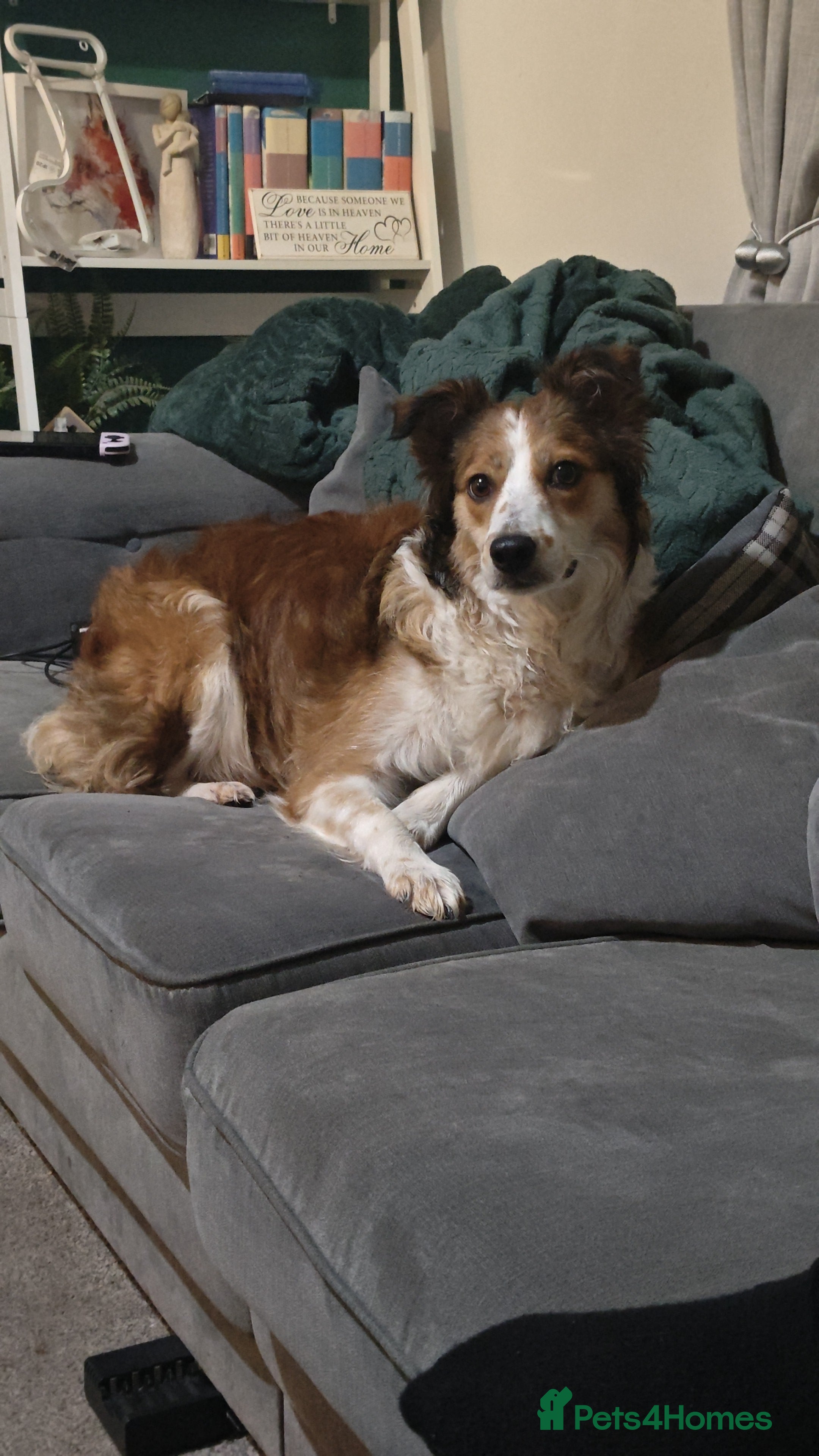 Border Collie dogs Wonderful girl - Advert 1