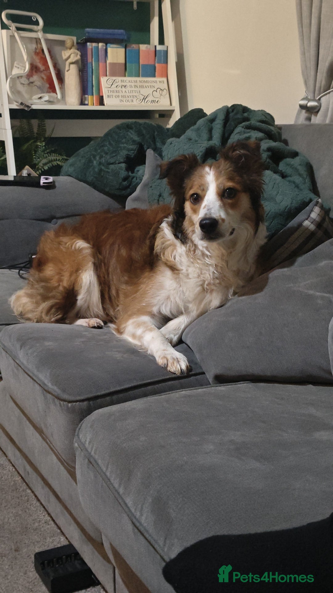 Border Collie dogs for sale: Wonderful girl - Advert 1