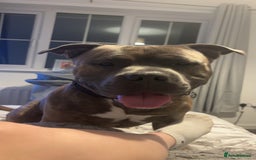 Mixed Breed dogs for sale: Hiya my name is tank - Advert 2