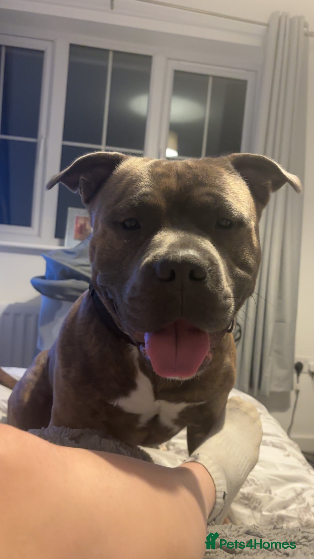 Mixed Breed dogs for sale: Hiya my name is tank - Advert 2