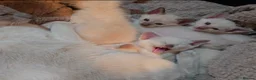 Burmese cats for sale: 2 choclete Mink Registered Pedigree kittens - Advert 3