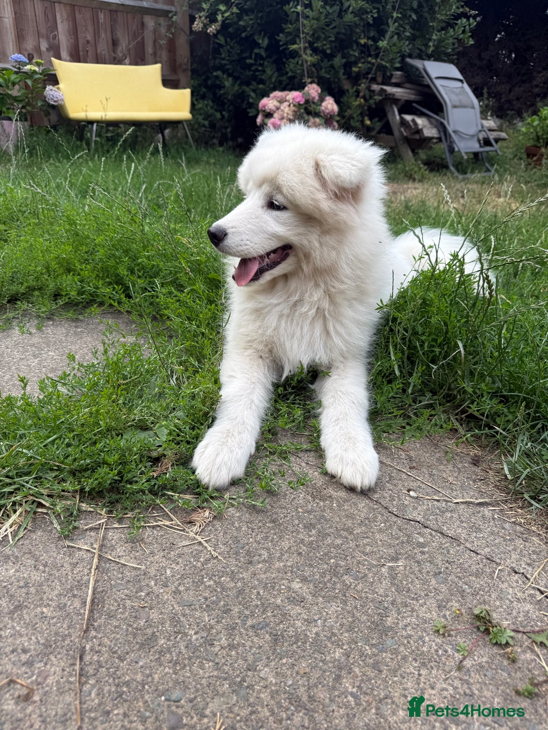 Samoyed dogs for sale: 🌟Beautiful Samoyed Puppy – Champion Bloodline🌟 - Image 2