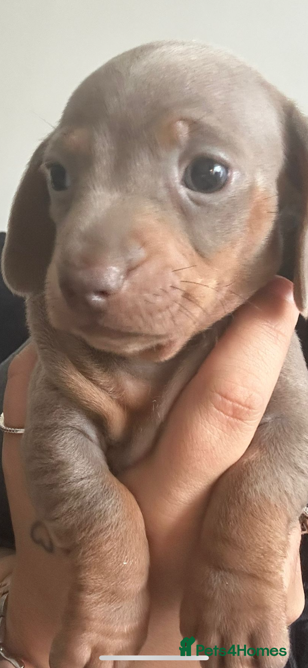 Miniature Dachshund dogs for sale: Kc reg outstanding puppies - Image 3