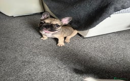 French Bulldog dogs for sale: Amazing french bulldog  - Image 12