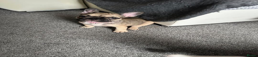 French Bulldog Puppy 6