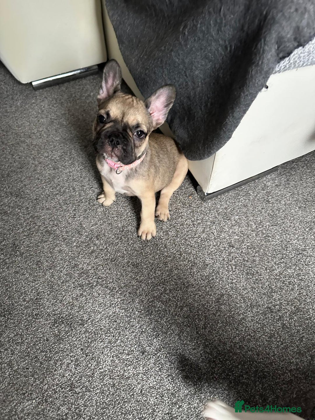 French Bulldog dogs for sale: Amazing french bulldog  - Image 12